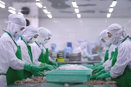 Procesamiento de camarones para exportación en el Delta del Mekong. (Foto: qdnd.vn)