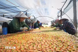 Se implementa la Resolución n.º 68-NQ/TW para liberar recursos para más de 940.000 empresas privadas y 5,2 millones de hogares empresariales en todo el país. (Foto: VNA)
