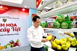 La exposición presentará las ricas características, la identidad y el potencial de desarrollo de las frutas vietnamitas, uno de los grupos de productos agrícolas clave del país. (Foto: Vietnam+)
