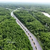 Bosque de manglares de Can Gio. (Foto: VNA)