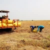 Cosecha del arroz de invierno-primavera en An Giang. (Foto: VNA)