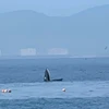 Ballena avistada en Nha Trang. (Fuente: VNA)