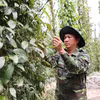Cosecha de pimienta en Ciudad Ho Chi Minh. (Fuente: VNA)