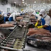 Procesamiento de atún para exportación a Japón, EE. UU. y Europa en la empresa BIDIFISCO. (Fuente: VNA)