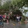 Localidades de la provincia de Lao Cai sufrieron una fuerte tormenta que provocó la caída de numerosos árboles y el derrumbe de los tejados de cientos de casas. (Foto: VNA)