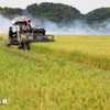 Actualidad semanal: Vietnam es uno de los países líderes en autosuficiencia alimentaria a nivel mundial