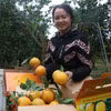 Clasificación y empaquetado de naranjas antes de su distribución. (Foto: VNA)