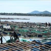 Las jaulas de acuicultura de los habitantes de la comuna de Xuan Canh - Dak Lak sufrieron graves daños, causando grandes pérdidas. (Fuente: VNA)