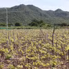 Las localidades del sur de la provincia de Khanh Hoa están ampliando sus zonas de cultivo de uva a gran escala. (Foto: VNA)