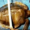 Pescadores miden el tamaño de una tortuga carey. (Foto: VNA)