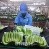 La facturación de las exportaciones de frutas supera los cinco mil millones de dólares. (Foto: VNA)
