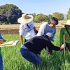 Expertos filipinos investigan formas de mejorar la eficiencia de la producción de arroz. (Foto: PIA.GOV.PH)