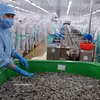 El procesamiento de camarones para la exportación genera importantes ingresos para la provincia de Ca Mau. (Foto: VNA)