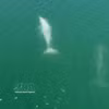 Delfines nadando. (Fuente: VNA)