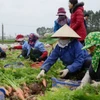 Los distritos de Luong Tai y Gia Binh conforman una zona de cultivo de zanahorias de 300 hectáreas. (Fuente: https://baobacninhtv.vn/)