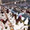 Modelo moderno de cría de pollos en circuito cerrado. (Foto: VNA)