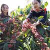 El café es uno de los productos de exportación clave con alto crecimiento. (Foto : VNA)