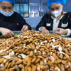 Clasificación y procesamiento de almendras para exportación en la fábrica de la empresa Gold Tree Food Vietnam (100% de propiedad china), ubicada en el Parque Industrial Tu Ha, ciudad de Hue. (Foto: VNA)
