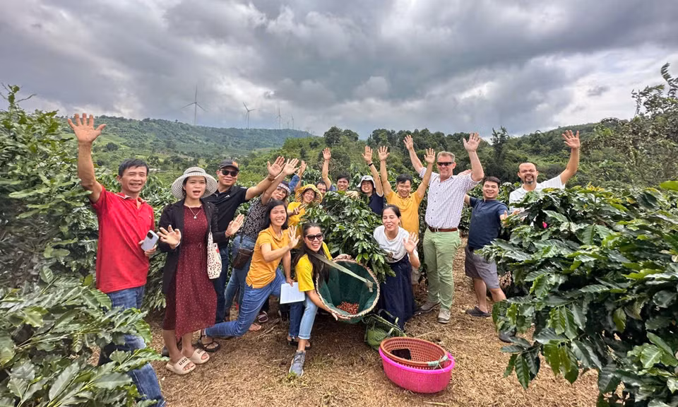 El café solo se recolecta cuando más del 95% de los frutos han alcanzado la madurez. El ciclo de preprocesamiento, secado y conservación se controla estrictamente, contribuyendo a crear la calidad y el valor distintivo del café de Khe Sanh. Foto: VNA