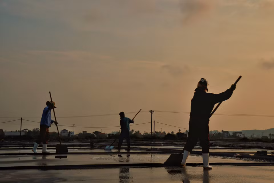 Bajo el sol del mediodía, los campos de sal se vuelven animados con las distintas etapas de producción. Foto: VNA