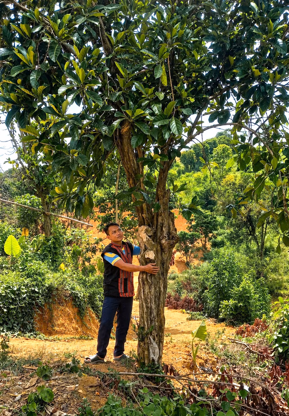 Los antiguos cafetos Liberica en Khe Sanh (Quang Tri), vestigios de una región cafetalera con una historia de un siglo. Foto: VNA