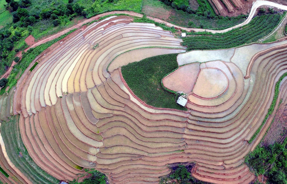 Al estar ubicadas en las laderas montañosas, los agricultores deben esforzarse enormemente para obtener los preciados granos de arroz. Foto: Quang Quyet – VNA