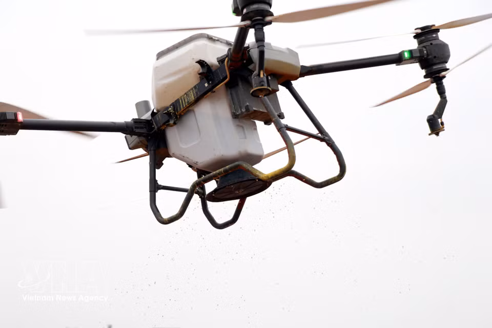 Siembra de arroz con drones en las áreas de cultivo de la Cooperativa Juvenil Nam Dai Duong. Foto: Nguyen Lanh– VNA