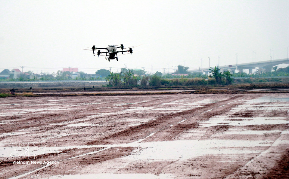 Siembra de arroz con vehículos aéreos no tripulados en los campos de la Cooperativa Juvenil Nam Dai Duong, en la comuna de Nghia Hung, provincia de Ninh Binh. Foto: Nguyen Lanh – VNA
