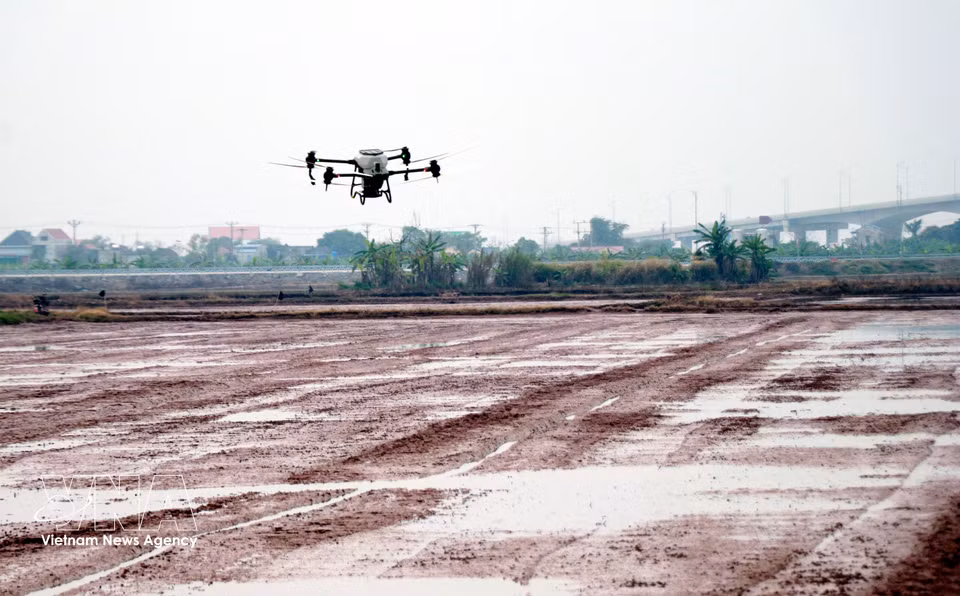 Siembra de arroz con vehículos aéreos no tripulados en los campos de la Cooperativa Juvenil Nam Dai Duong, en la comuna de Nghia Hung, provincia de Ninh Binh. Foto: Nguyen Lanh – VNA