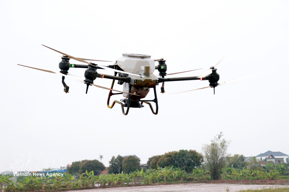 La Cooperativa Juvenil Nam Dai Duong utiliza drones para la siembra de arroz. Foto: Nguyen Lanh– VNA