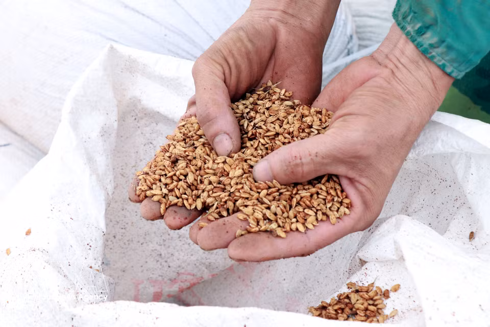 Semillas de arroz de germinación ultrarrápida, tecnología investigada y desarrollada por Luong Van Truong. Foto: Nguyen Lanh – VNA