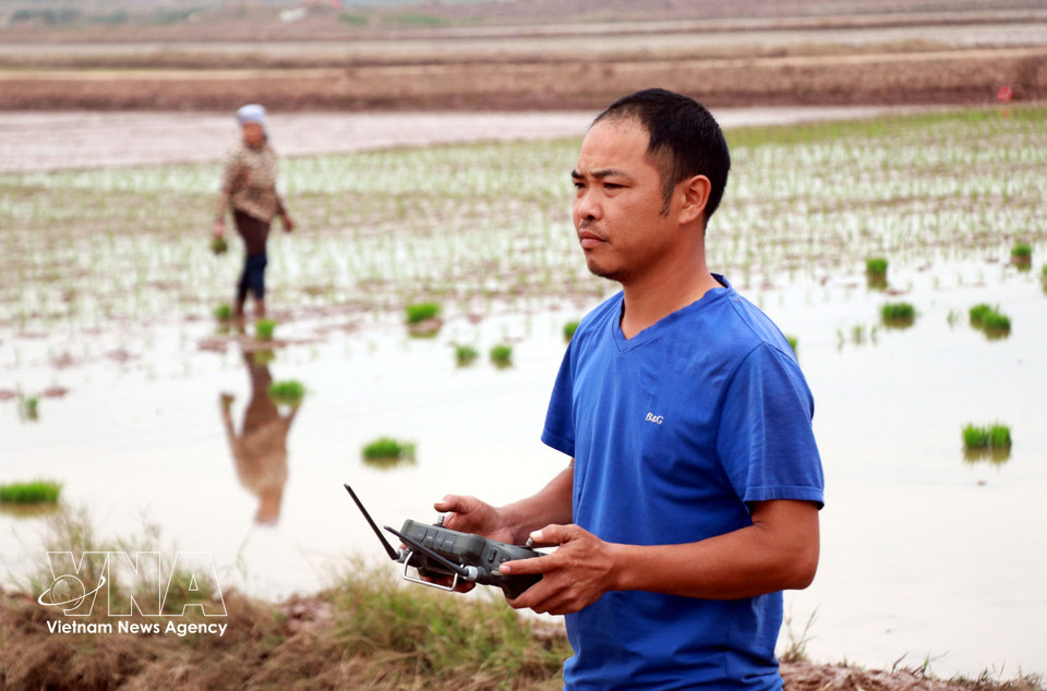 Un miembro de la Cooperativa Juvenil Nam Dai Duong controla un dron para la siembra de arroz. Foto: Nguyen Lanh– VNA