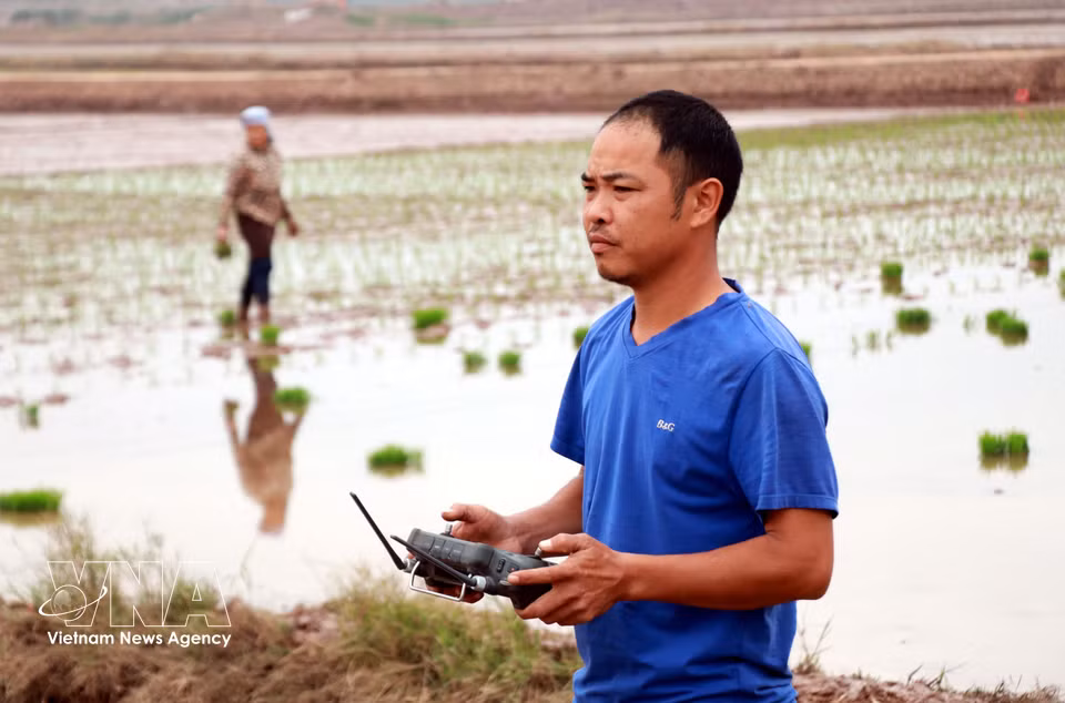 Un miembro de la Cooperativa Juvenil Nam Dai Duong controla un dron para la siembra de arroz. Foto: Nguyen Lanh– VNA