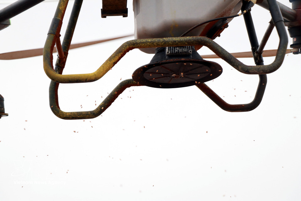 La Cooperativa Juvenil Nam Dai Duong utiliza drones para sembrar arroz en sus campos de cultivo. Foto: Nguyen Lanh– VNA