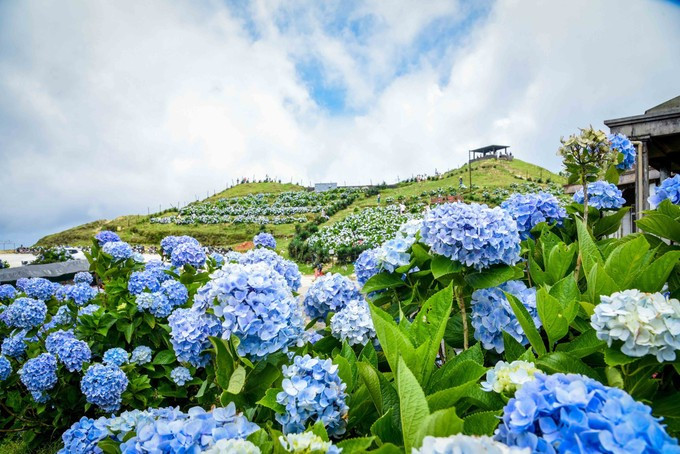 La belleza majestuosa y los colores radiantes de las hortensias en la cima de la montaña. Foto: Anh Tuan – VNA