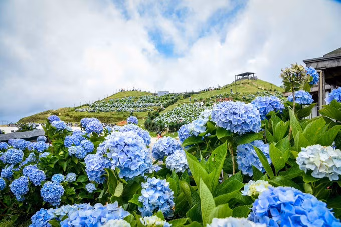 La belleza majestuosa y los colores radiantes de las hortensias en la cima de la montaña. Foto: Anh Tuan – VNA