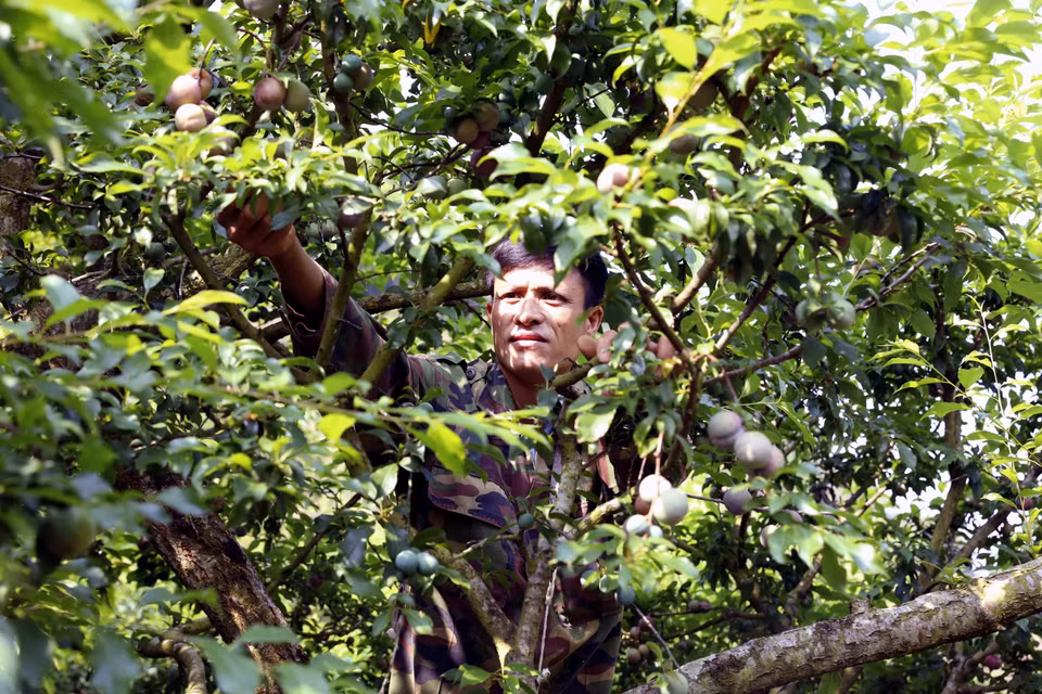Nguyen Van Nam cosecha ciruelas tempranas para abastecer el mercado. Foto: VNA