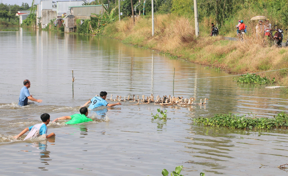 Habitantes y turistas participan en el juego folclórico de atrapar patos en el agua. Foto: VNA