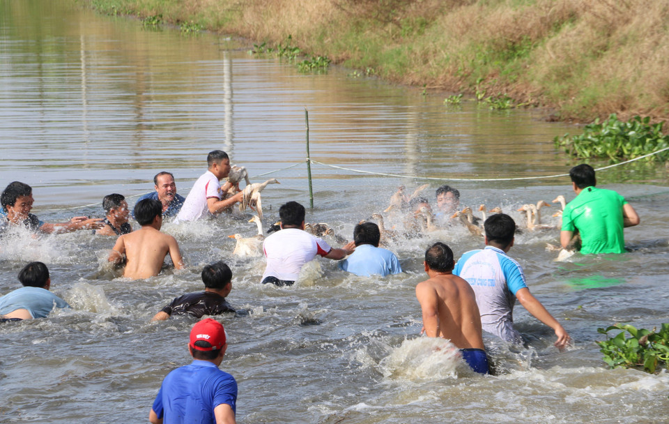 Habitantes y turistas participan en el juego folclórico de atrapar patos en el agua. Foto: VNA