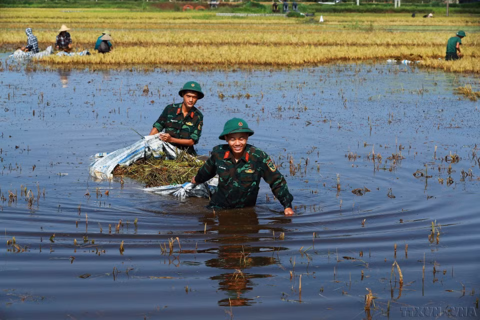 Soldados ayudan a la población a cosechar arroz. Foto: VNA