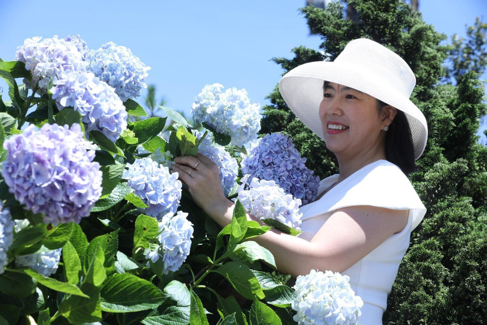 Turistas disfrutan admirando las hortensias en la cima de la montaña. Foto: Anh Tuan – VNA