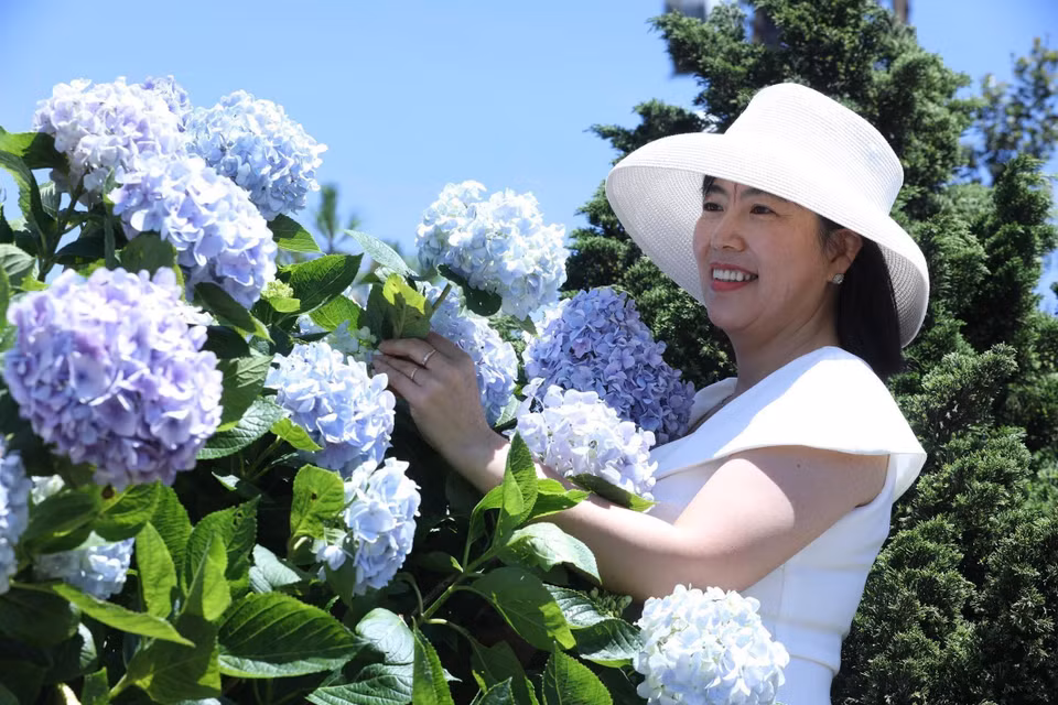 Turistas disfrutan admirando las hortensias en la cima de la montaña. Foto: Anh Tuan – VNA