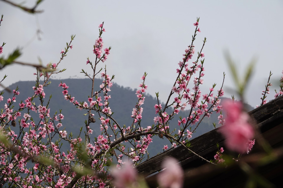 La flor del durazno en Mu Cang Chai. (Foto: VNA)