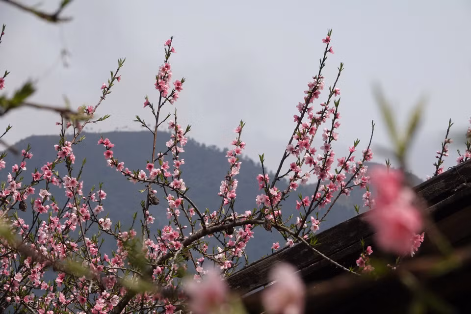 La flor del durazno en Mu Cang Chai. (Foto: VNA)