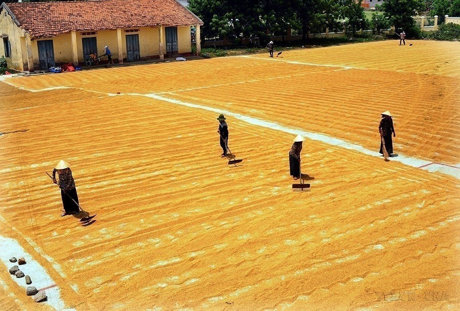 Período 2011–2015: Vietnam cumplió antes de plazo numerosos Objetivos de Desarrollo del Milenio, especialmente en reducción de la pobreza. La tasa de hogares pobres descendió del 14,2% en 2010 a menos del 4,5% en 2015; en los distritos pobres, del 58,3% al 28%. Foto: Quang Quyet – VNA