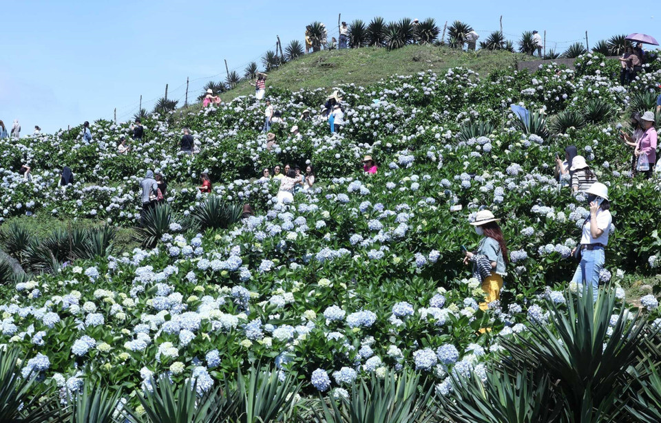 Las hortensias florecen por toda la cima de la montaña de Mau Son. Foto: Anh Tuan – VNA