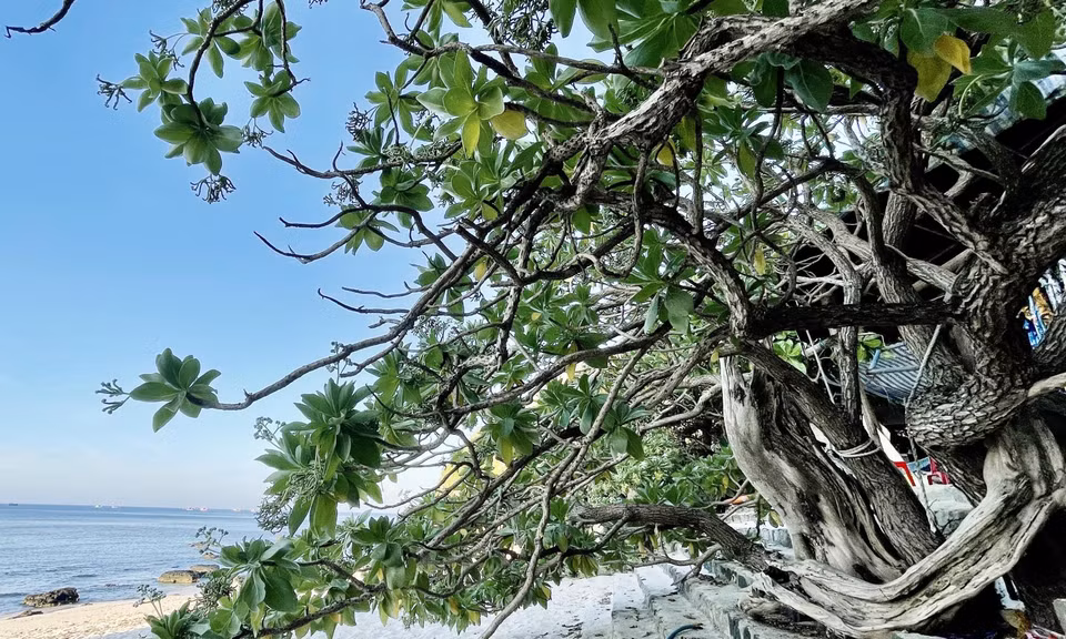 Tras muchas temporadas de lluvias, tormentas y condiciones climáticas extremas, los árboles siguen resistiendo con firmeza y creciendo, fieles a su nombre. Foto: VNA