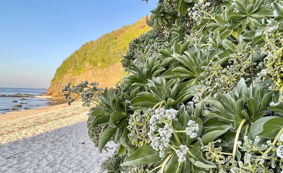 Los frutos del árbol crecen agrupados en racimos. Foto: VNA