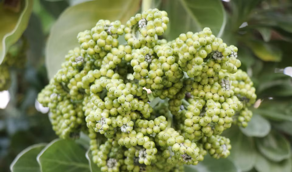 Las flores blancas del árbol y sus frutos aparecen en racimos sobre el fondo de hojas verdes. Foto: VNA