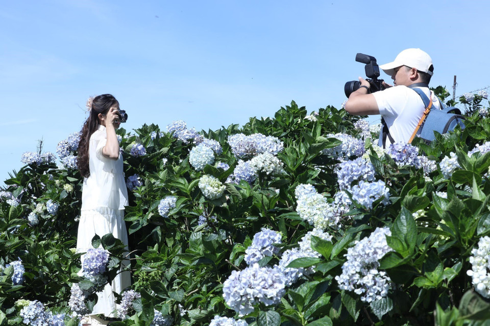 Jóvenes se toman fotos con las hortensias en la cima de la montaña. Foto: Anh Tuan – VNA